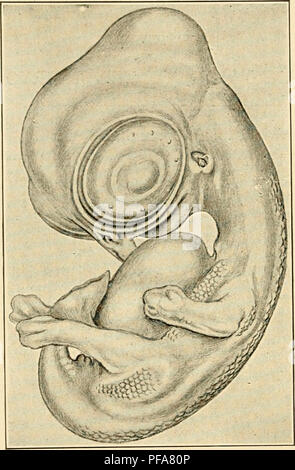 This work outlines the developmental stages of chick embryos, focusing ...