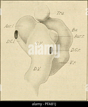This text describes the embryological development of birds, focusing on ...