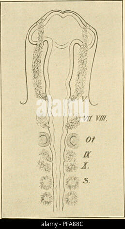 This text describes the embryological development of birds, focusing on ...