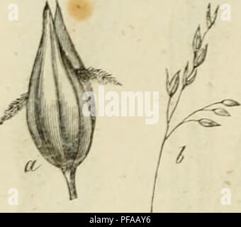 This botanical work focuses on grasses, with specific mention of Avena ...