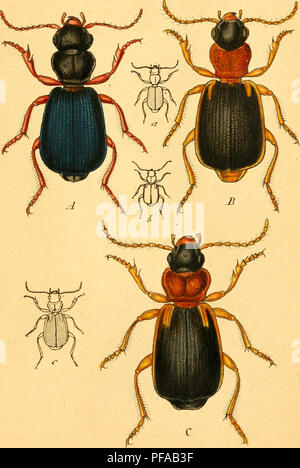 Insects In Germany This work on Germany's beetle species features detailed descriptions ...