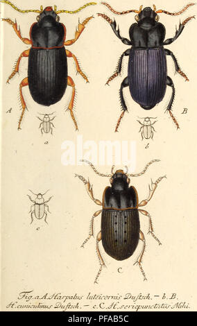 . Deutschlands insecten. Beetles. . Please note that these images are extracted from scanned page images that may have been digitally enhanced for readability - coloration and appearance of these illustrations may not perfectly resemble the original work.. Sturm, Jakob, 1771-1848; Sturm, Johann Heinrich Christian Friedrich, 1805-1862, ed; Gillmeister, C. J. F. Nurnberg, Gedruckt auf kosten des verfassers Stock Photo