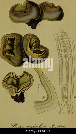 Sturm Jacob Math Botanical illustrations by Jacob Sturm depicting Germany's native flora ...