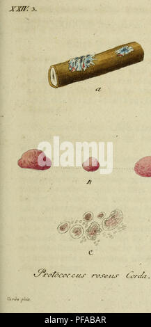 Sturm Jacob Math Jacob Sturm's work provides a detailed visual guide to Germany's native ...