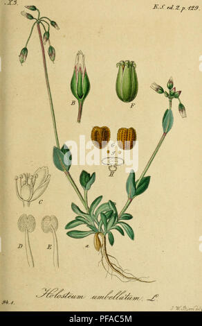 Sturm Jacob Math Jacob Sturm’s Deutschlands Flora in Abbildungen nach der Natur is an ...