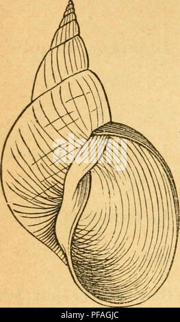 This study provides detailed information about the mollusk species found in Germany, with a focus on their shells, features, and habitats. It includes descriptions of various species' physical characteristics and distribution in different regions. Stock Photo