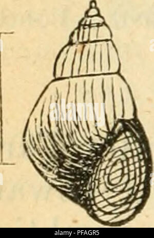 This work details the mollusk fauna from German excursions, focusing on species' characteristics and variations. Descriptions of various mollusks found in different habitats, including their shell shapes, colors, and sizes, provide an in-depth look at the diversity of the group within the study area. Stock Photo
