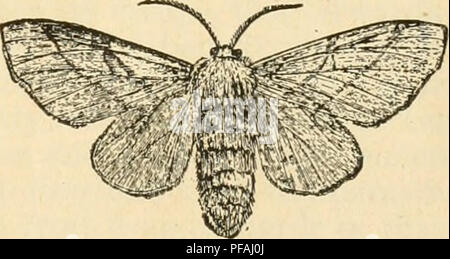 . Destructive insects. Insect pests. — 23 — The male moth (Fig. 29, a) is a brownish gray color and very glossy. The fore wings are crossed by two irregular white bands; the outer one is quite prominent near the apex, where a large pale spot is found. The hind wings have a distinct whitish band crossing them, as shown in the illustration. The young larva? are of a pale olive green, changing to a darker green color, and cluster upon and eat the tender leaves. When full grown they measure about one inch in length. Remedies.—The principal object should be to prevent the females climbing the tree  Stock Photo