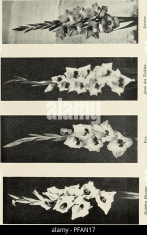 . Descriptive list : gladiolus and delphiniums. Nurseries (Horticulture) Vermont Burlington Catalogs; Nursery stock Vermont Burlington Catalogs; Bulbs (Plants) Vermont Burlington Catalogs; Gladiolus Vermont Burlington Catalogs; Delphinium Vermont Burlington Catalogs. CHAMPLAIN VIEW GARDENS. 7. Please note that these images are extracted from scanned page images that may have been digitally enhanced for readability - coloration and appearance of these illustrations may not perfectly resemble the original work.. Champlain View Gardens; Henry G. Gilbert Nursery and Seed Trade Catalog Collection.  Stock Photo