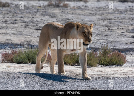 Lioness growling and showing teeth while walking on dry plain Stock Photo