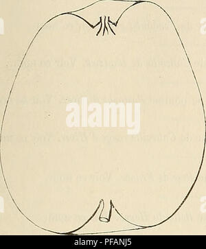 . Dictionnaire de pomologie : contenant l'histoire, la description, la figure des fruits anciens et des fruits modernes les plus généralement connus et cultivés. Fruit. ROM 765 Description «lu fruit. — Grosseur : au-dessous de la moyenne ou, parfois, assez volumineuse. — Forme : variant entre l'ovoïde ou la globuleuse, mais toujours fort irrégulière et très-côtelée. — Pédoncule : court, de force moyenne, arqué, profondément inséré dans un Pomme Romarin rouge. — Premier Type.. Deuxième Type.. Please note that these images are extracted from scanned page images that may have been digitally enhan Stock Photo
