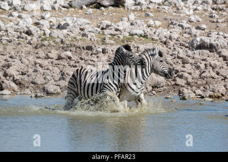 A pair of two Burchell's zebras splashing in water pushing together after being scared from drinking, Namibia
