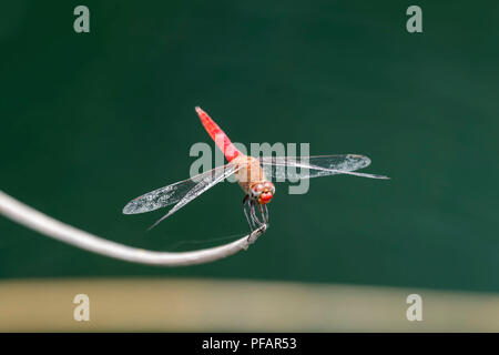 Close-up of an orange Dragonfly sitting on a reed in a pond Stock Photo