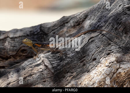 Portrait of a busy colorful namibian rock lizard on a tree trunk looking for food, Namibia Stock Photo