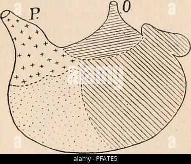 . Dictionnaire de physiologie. Physiology. ESTOMAC. 595 constamment de caractÃ¨re en passant d'une rÃ©gion Ã l'autre de !a muqueuse. Pour toutes ces raisons, les anatomistes ont cru nÃ©cessaire de diviser l'estomac en plusieurs rÃ©gions distinctes : 1&quot; une rÃ©gion Åsophagienne ; 2&quot; une rÃ©gion cardiaque; 3Â° une rÃ©gion du fond; 4Â° une rÃ©gion pylorique. Chez quelques espÃ¨ces, il existe encore, entre la rÃ©gion du fond et la rÃ©gion pylorique, une cin- quiÃ¨me rÃ©gion ou zone intermÃ©diaire qui possÃ¨de Ã la fois des glandes pyloriques et des glandes du fond dereslomac (fig. 2o(j). Stock Photo