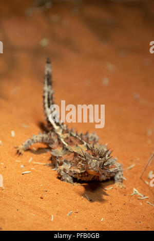 Australia, Northern Territory, Alice Springs. Thorny Devil lizard in desert habitat (Moloch horridus) aka mountain devil, thorny lizard, or the moloch Stock Photo