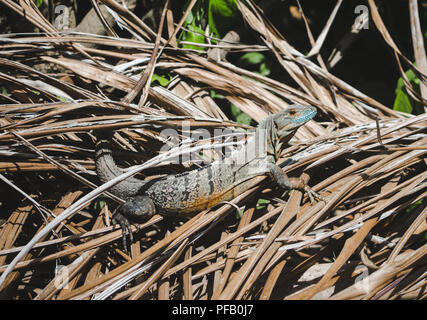 Yellow-bellied striped lizard / iguana with blue mouth on a pile of dried leaves in Costa Rica Stock Photo