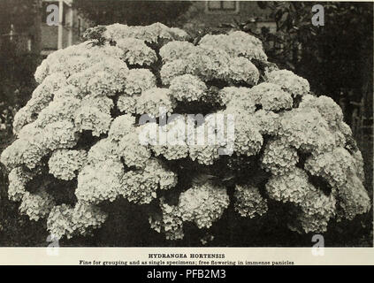 . Descriptive illustrated catalog of dependable fruit and ornamental trees : roses and palms, vines and shrubs adapted to prevailing conditions of soil and climate on the West Coast together with planting and cultural notes. Nursery stock, California, Fresno, Catalogs; Fruit trees, Seedlings, Catalogs; Fruit, Catalogs; Plants, Ornamental, Catalogs; Trees, Seedlings, Catalogs. 30 ILLUSTRATED DESCRIPTIVE CATALOGUE OF. DECIDUOUS SHRUBS A good rule is to prune these shrubs when they have finished blooming. This is necessary with such as bloom from the old wood in the previous season; observation w Stock Photo