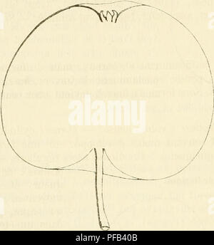 This illustration from the 'Dictionnaire de Pomologie' depicts the characteristics of an old apple variety known as Reinette Gégol. It provides detailed descriptions of the apple's stem, stipules, and growing characteristics, focusing on its suitability for grafting and cultivation. Stock Photo