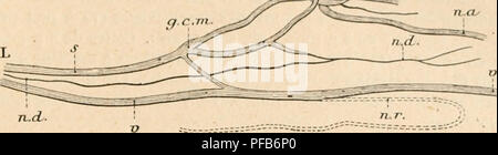 . Dictionnaire de physiologie. Physiology. CHAT. 341. quohiuos dispositions particuliÃ¨res ([iic Auloing et Tkii'ii:r ' ont trÃ¨s l)ieii dÃ©crites. Ainsi le nerf radial donne deux brandies : une Inanclie interne cjui descend sur le bord interne du mÃ©tacarpe et aprÃ¨s avoir donnÃ© un (llct Ã la face dorsale du pouce forme le nerf collatÃ©ral dorsal interne de l'index; la brandie externe passe Ã la face antÃ©rieure du carpe cl dans l'origine du troisiÃ¨me l'espace ; ' I II ^f^^'^ interosseux,ellesepar- '^^^rl'J'' &quot;?' lage en trois rameaux ----^^&quot; -^râ-iâ mÃ©tacarpiens. Le ra- meau ext Stock Photo