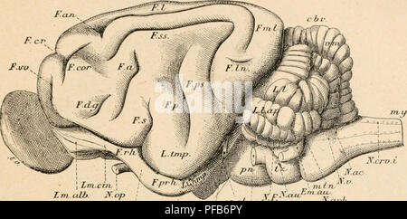 . Dictionnaire de physiologie. Physiology. CHAT. 337 0Â° SystÃ¨me nerveux. â a^ Centres nerveux. Conformation extÃ©rieure de l'encÃ©- phale. â Le coiveaii du chat diiÃ¯t'ie de celui du cliicii nu- son aspect ovoÃ¯de el plus aplati. Les lobes olfactifs sont plus petits; le sillon crucial est portÃ© tout Ã fait en avant prÃ¨s de l'extrÃ©mitÃ© antÃ©rieure des hÃ©mi.sphÃ¨res. La clartÃ© des liguies 20et.30, que nous avons empruntÃ©es Ã l'excellent tiaitÃ©de Wildeu cb.S.heni L.ol. Trpi-h n hn.f ^ u rch M,r) NgpK FiG. -29. Face externe de l'hijmhphÃ¨re f/auche (D'apri-s M'ilder et Gage). L.ol, Loli Stock Photo