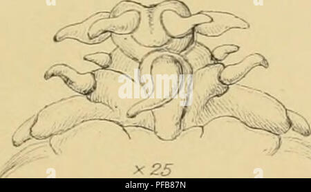 . Description of a new British Annelide : belonging to the tribe Rapacea of Grube Annelida errantia of Milne-Edwards. Annelida; Worms. 10. Please note that these images are extracted from scanned page images that may have been digitally enhanced for readability - coloration and appearance of these illustrations may not perfectly resemble the original work.. Baird, William, 1803-1872; Linnean Society of London. [London : Linnean Society Stock Photo