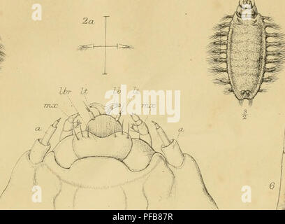 . Description of a new British Annelide : belonging to the tribe Rapacea of Grube Annelida errantia of Milne-Edwards. Annelida; Worms. Ibr U Ih It. 10. Please note that these images are extracted from scanned page images that may have been digitally enhanced for readability - coloration and appearance of these illustrations may not perfectly resemble the original work.. Baird, William, 1803-1872; Linnean Society of London. [London : Linnean Society Stock Photo