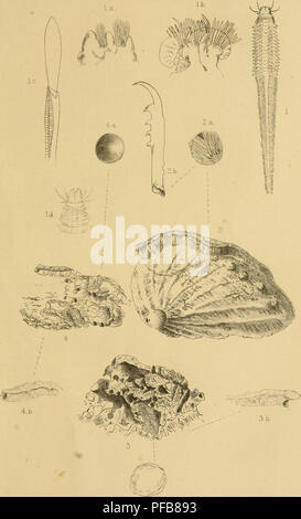 . Description of a new British Annelide : belonging to the tribe Rapacea of Grube Annelida errantia of Milne-Edwards. Annelida; Worms. Lwji.Soc. journ.. ZooL, Vol. VIII., Ted? I. Lb.. 3.a. Vincent Brooks Jmp.. Please note that these images are extracted from scanned page images that may have been digitally enhanced for readability - coloration and appearance of these illustrations may not perfectly resemble the original work.. Baird, William, 1803-1872; Linnean Society of London. [London : Linnean Society Stock Photo