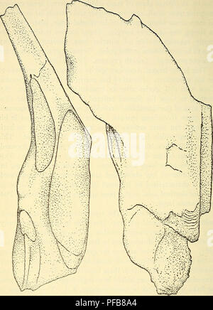 A description of the fossil fish remains of the Cretaceous, Eocene and ...