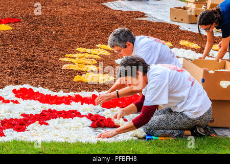 Brussels, Belgium  - August 16, 2018: Women create flower carpet on the Grand Place square. Stock Photo