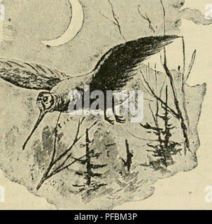 . Der Ornithologische Beobachter. Birds; Birds. — 93 — que ie rapace fiiö, le 16. X. 20 ä St-Hippolyte-de-Biard, prös Rocliefort, dans la Cliarente iuferieure (France) et porteur de l'anneau 5210 est un Circus aerugiiiosus, annellö cümme jeune le 10. VII. 20, au l)ord d'iin lac, prOs de la ville Orebro (prov. de Nerike, Suede). Ell nüvembre 1920 un Circus cyaneus, porteur de l'anneau 63, a aussi et(5 tire dans le rac'me departement, ä Bourj^nieuf, arrondissenient de la Rochelle (France). II avait ete annelle au nid le 3. VII. 20, dans la meine contree que le precedent. En Suede les espt'ces ,, Stock Photo