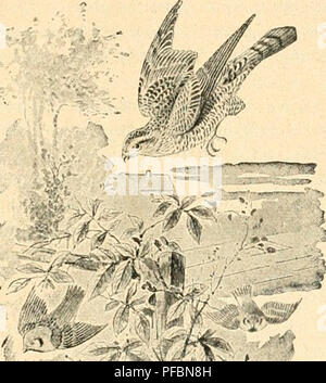 This work examines wild birds in their natural habitats through ...