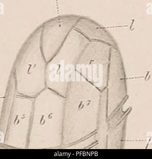 This work by Friedrich von Stein explores the biology of Infusoria, a ...