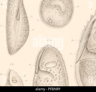 This work describes the structure and biology of Infusoria, also known ...
