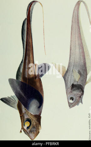 This work on oceanography explores the scientific discoveries made by the Norwegian research vessel *Michael Sars* in the North Atlantic. The text outlines key oceanographic research topics, including marine life, sea temperatures, and ocean currents, contributing to our understanding of the deep-sea environment and modern ocean science. Stock Photo