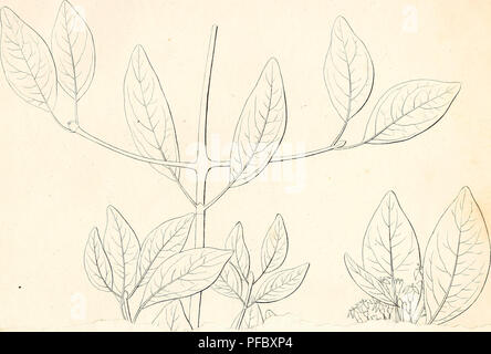. De rubiaceis capensibus praecipue de genere anthospermo. Rubiaceae; Botany. Tab.JI.. Please note that these images are extracted from scanned page images that may have been digitally enhanced for readability - coloration and appearance of these illustrations may not perfectly resemble the original work.. Cruse, Wilhelm, b. 1803. Berolini : Formis Brüschckianis Stock Photo