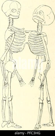 . Der Mensch. Anthropology; Human anatomy; Physiology. . Please note that these images are extracted from scanned page images that may have been digitally enhanced for readability - coloration and appearance of these illustrations may not perfectly resemble the original work.. Ranke, Johannes, 1836-1916. Leipzig, Bibliographisches Institut Stock Photo
