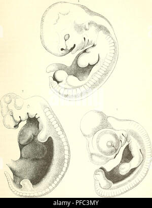 This work focuses on the comparative anatomy of vertebrates, including ...