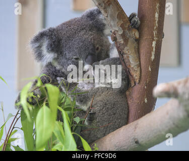 Nanjin, Nanjin, China. 21st Aug, 2018. Nanjing, CHINA-Koalas can be seen at the Hongshan Forest Zoo in Nanjing, east China's Jiangsu Province. Credit: SIPA Asia/ZUMA Wire/Alamy Live News Stock Photo