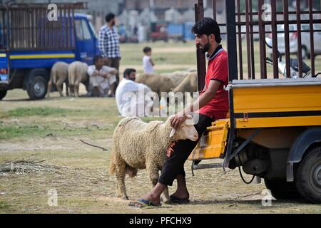 Srinagar, Jammu and Kashmir. 21st Aug, 2018. A Kashmiri livestock trader seen waiting for customers ahead of the Muslim festival.Muslims across the world are preparing to celebrate the annual festival of Eid al-Adha, or the Festival of Sacrifice, which marks the end of the Hajj pilgrimage to Mecca and in commemoration of Prophet Abraham's readiness to sacrifice his son to show obedience to God. Credit: Saqib Majeed/SOPA Images/ZUMA Wire/Alamy Live News Stock Photo