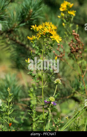 Flowering branch of Saint John's Wort (Hypericum perforatum) Stock Photo