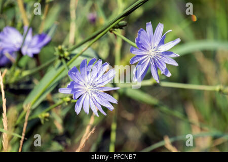Flowers of Common chicory. Blue daisy flowers on a meadow (Cichorium intybus) Stock Photo