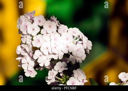 Flowers of white phlox. White flower with a faint light pink eye. Variety Phlox April Stock Photo