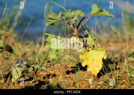 Stem and leaves of common cocklebur (Xanthium strumarium) Stock Photo