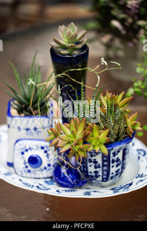 A display of succulents planted in an assortment of blue and white pots. Stock Photo