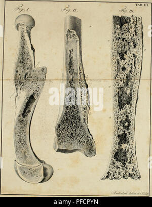 . De penitiori ossium structura commentarius. Bone and Bones; Embryology; Bones; Embryology. . Please note that these images are extracted from scanned page images that may have been digitally enhanced for readability - coloration and appearance of these illustrations may not perfectly resemble the original work.. Scarpa, Antonio, 1752-1832. Lipsiae : Sumtibus J. F. Hartknoch Stock Photo