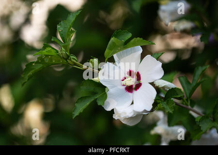 Rose of Sharon (Hibiscus syriacus) Stock Photo