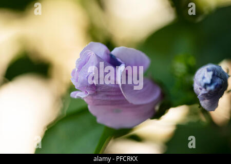 Rose of Sharon (Hibiscus syriacus) bud growing on a bush in summer. Stock Photo