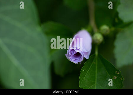 Rose of Sharon (Hibiscus syriacus) bud growing on a bush on a summer day. Stock Photo