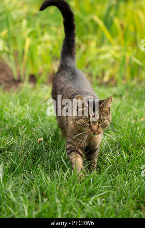 A tabby cat walking through the grass on a summer afternoon in Indianapolis, Indiana. Stock Photo